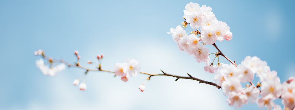 Cherry blossoms