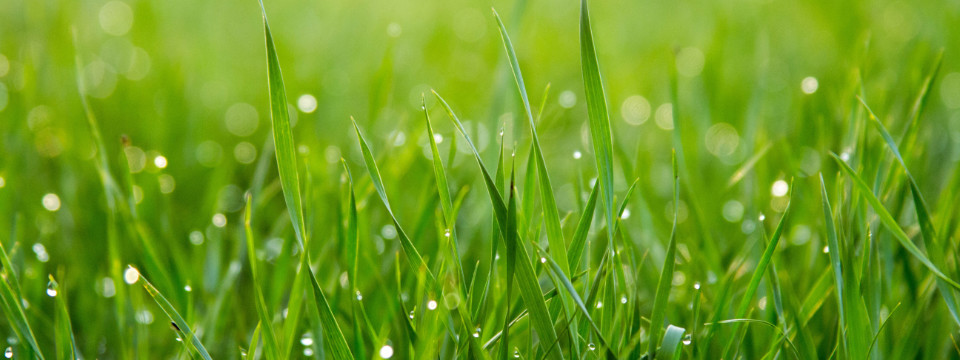 Lawn grass with water droplets.